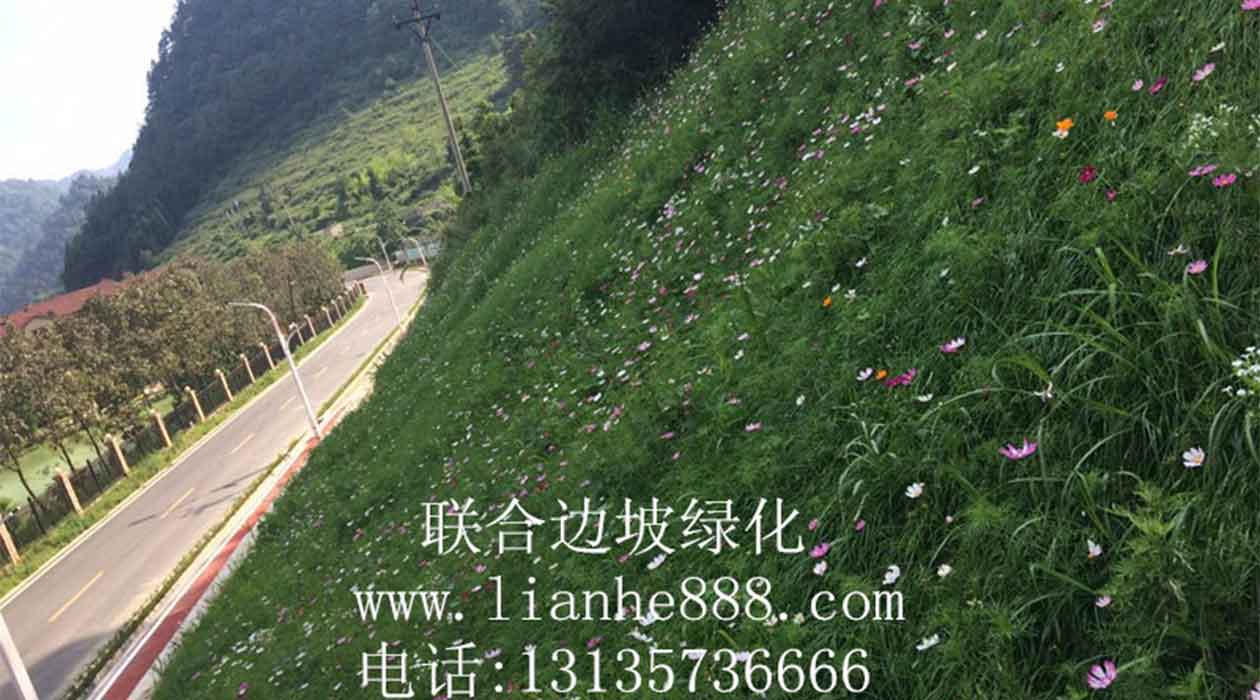 1719905640115531.jpg 掛網客土噴播.jpg